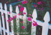 flowergardentwo.jpg